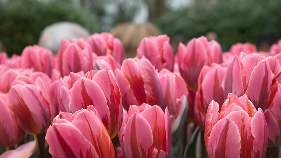 Rows of tulips at Keukenhof gardens near Amsterdam