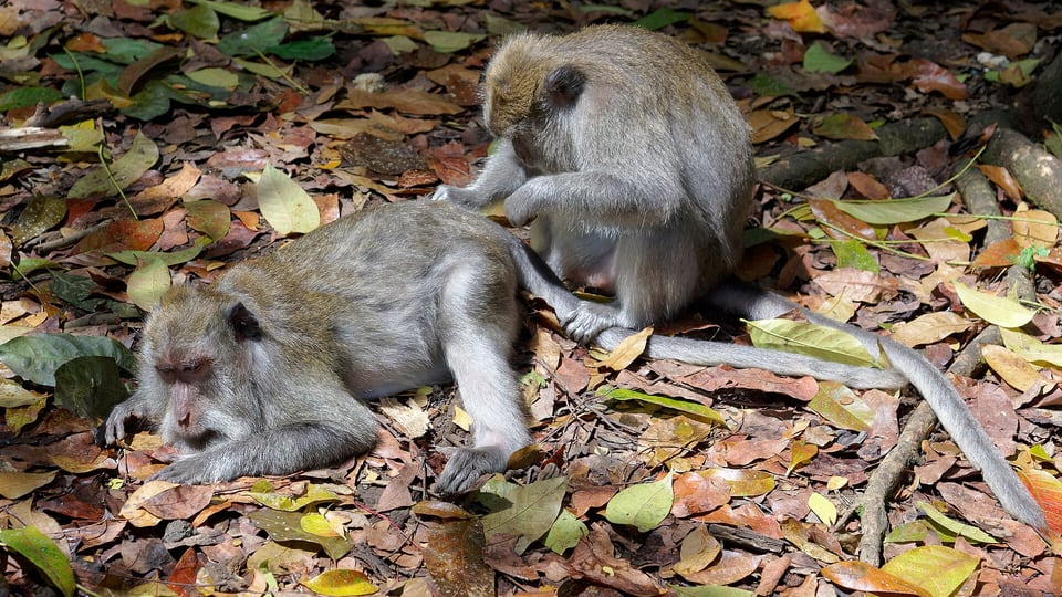 Macaque in the Sacred Monkey Forest in Ubud