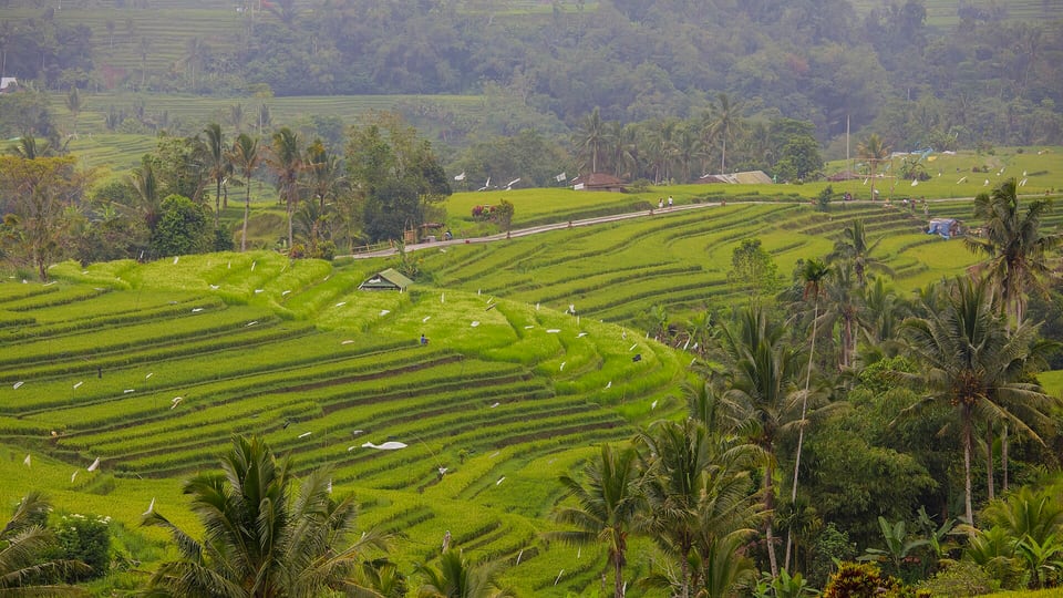 Rice terraces across the Jatiluwih highlands
