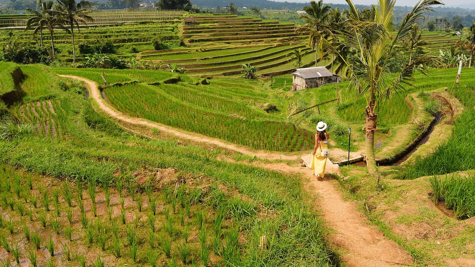 Working rice fields at Jatiluwih in the subak landscape