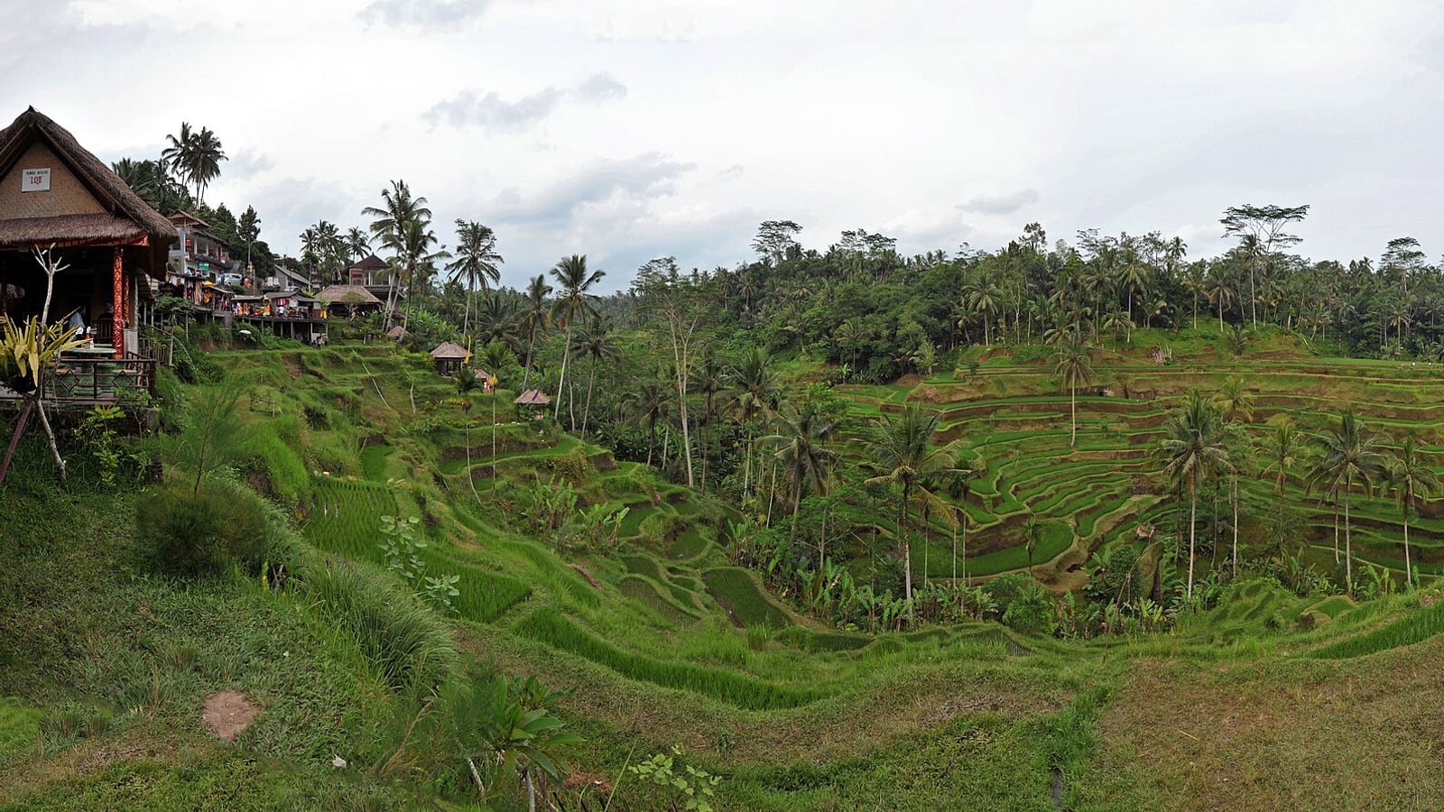 The terraced rice landscape near Ubud