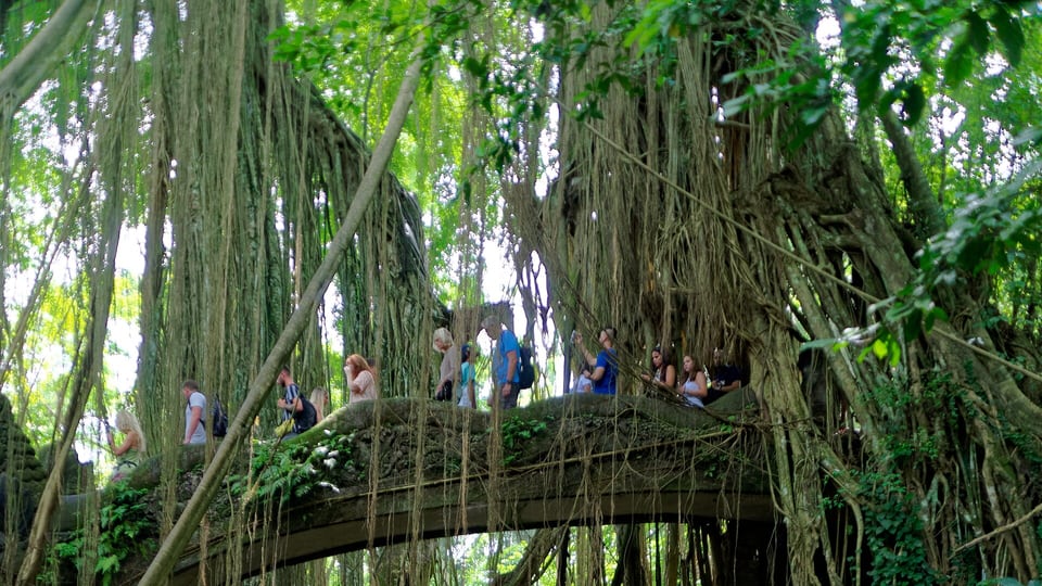 Path and forest canopy inside Ubud Monkey Forest