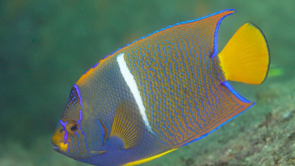 A king angelfish on the reef at Cabo Pulmo