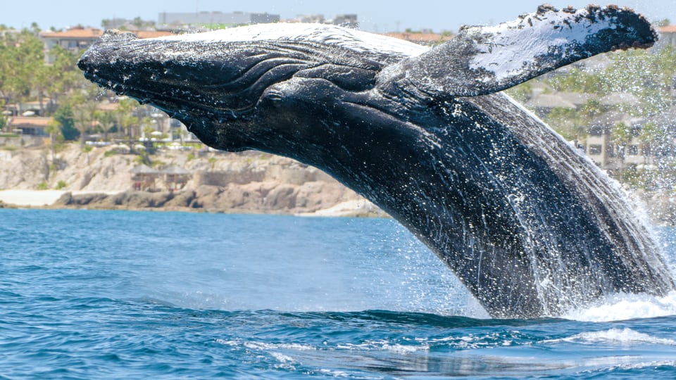 A humpback whale breaching off Cabo San Lucas