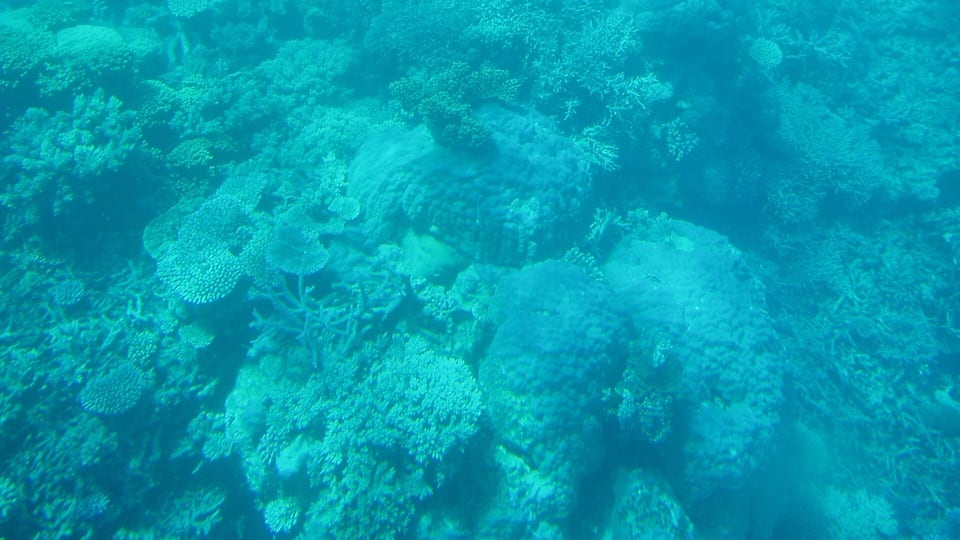 Coral formations on the Great Barrier Reef