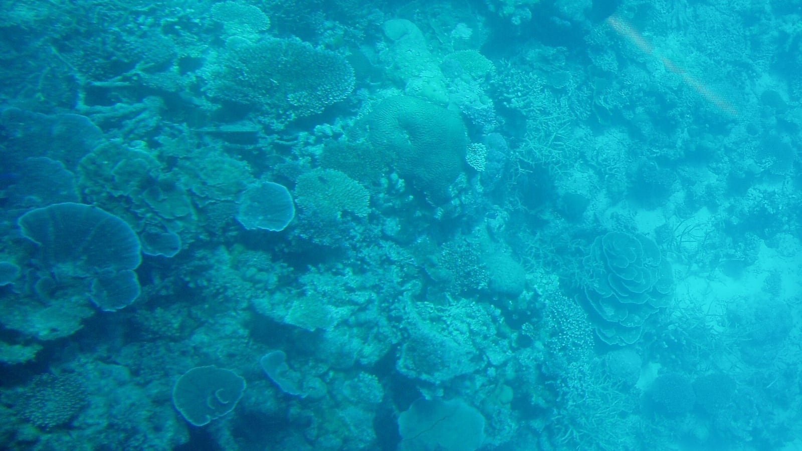 Coral and reef fish on the Great Barrier Reef, photographed from a submersible