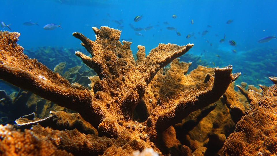 Coral and reef fish in the waters off Puerto Morelos