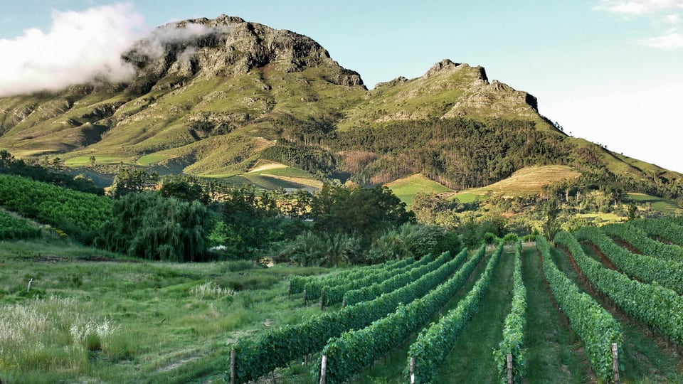 Vineyards in the Cape Winelands near Stellenbosch