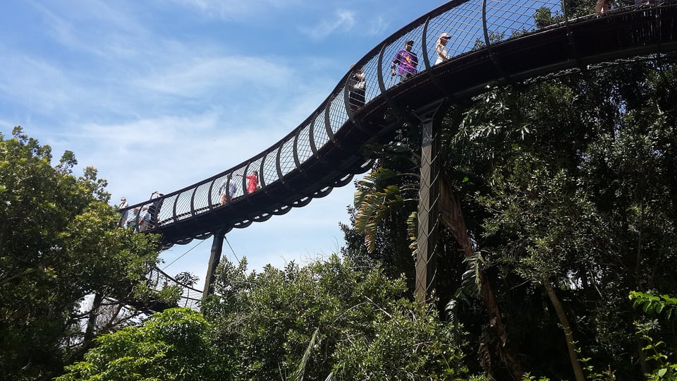 The Boomslang canopy walkway at Kirstenbosch National Botanical Garden