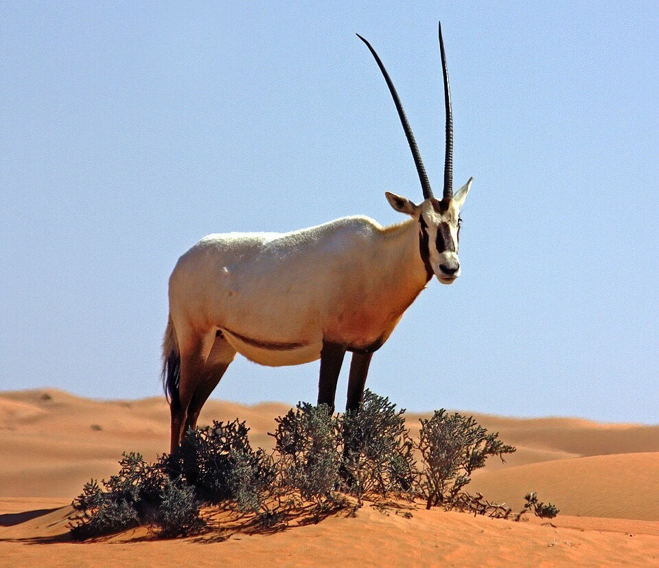 Arabian oryx in the Dubai Desert Conservation Reserve