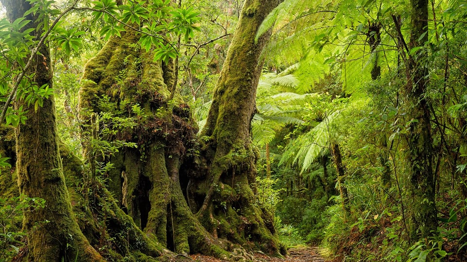 Ancient Antarctic beech rainforest in Lamington National Park, Gold Coast hinterland