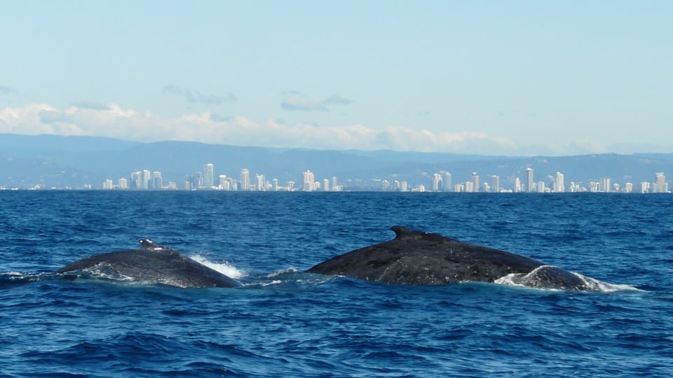 A humpback whale, photographed off the Gold Coast during the annual migration