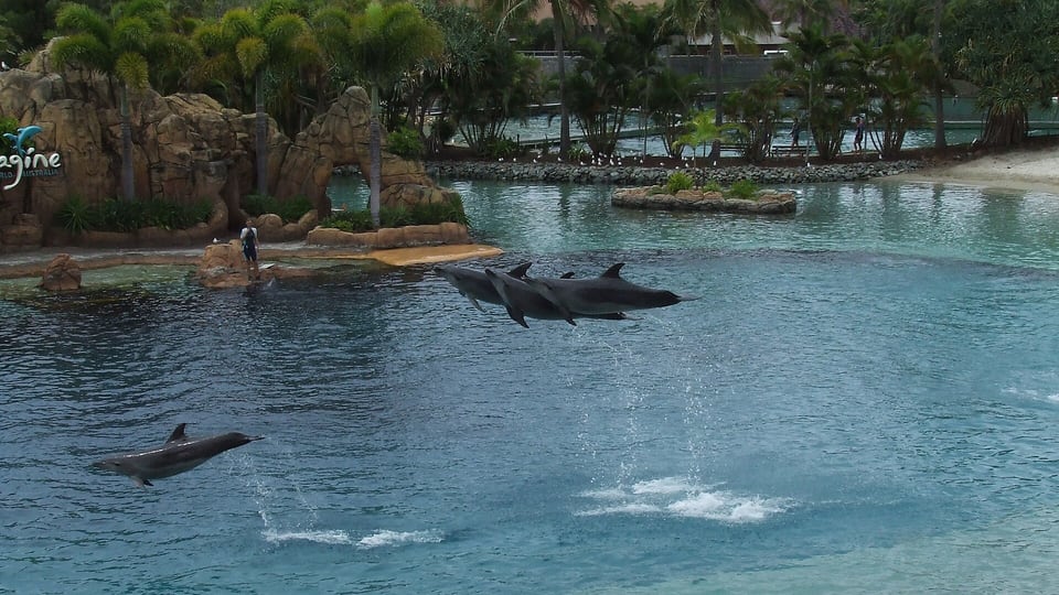 Dolphins at Sea World, Gold Coast