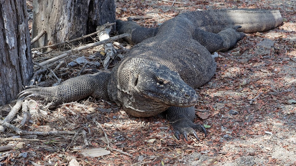 A Komodo dragon on Komodo Island