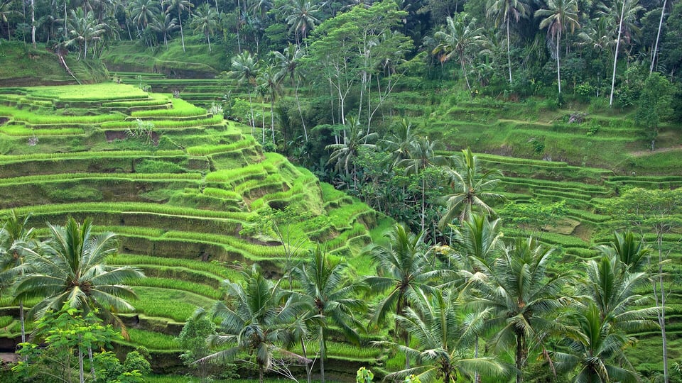 Terraced rice fields near Ubud
