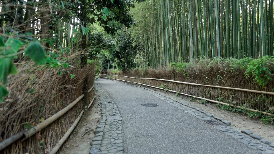 A paved path between tall bamboo stands in the Sagano bamboo grove at Arashiyama