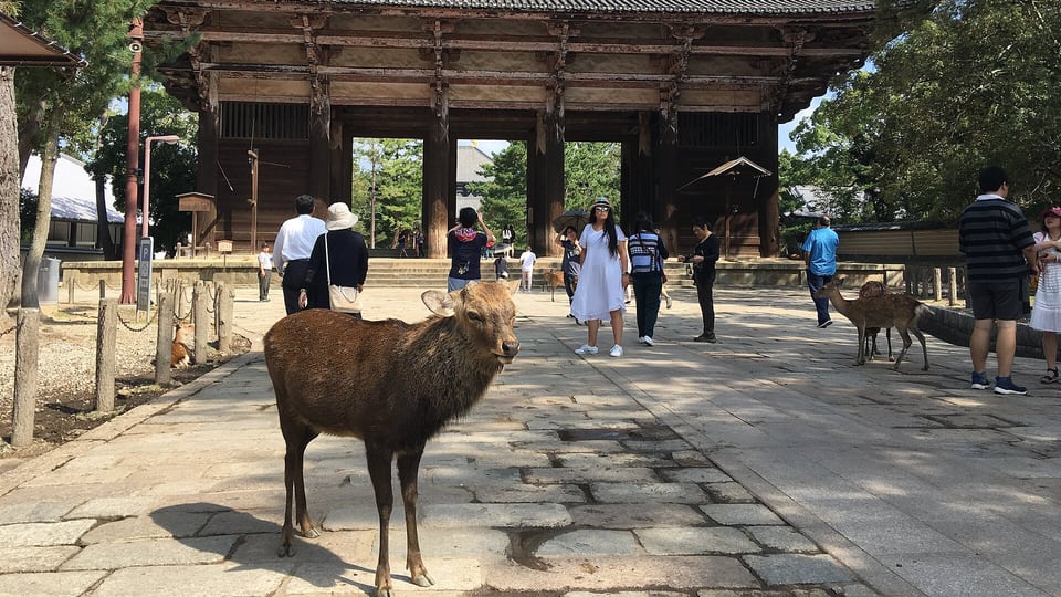 A deer on the approach to the Nandaimon Great South Gate of Todai-ji in Nara