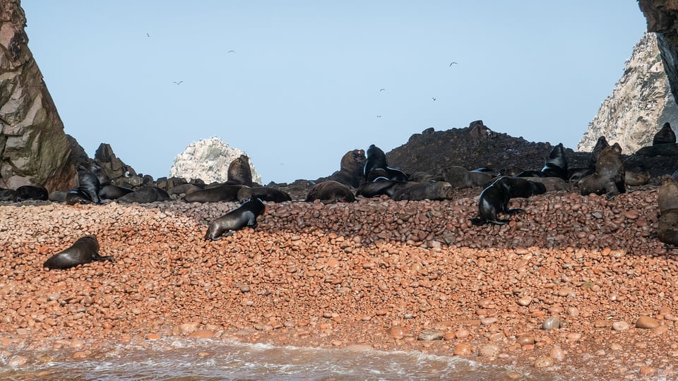 Sea lions on the rocky shore of the Ballestas Islands off Paracas