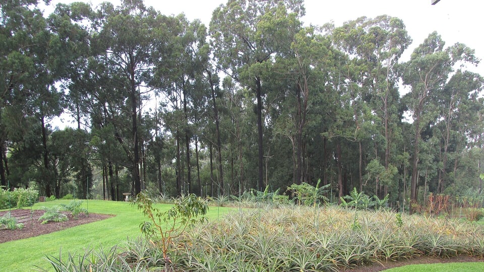 A pineapple orchard in Upcountry Maui, near Olinda