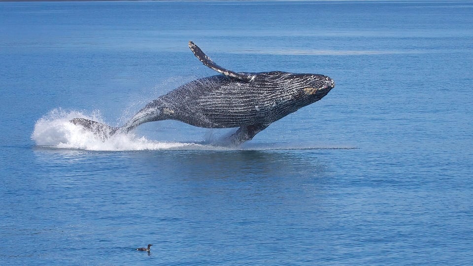 A breaching humpback whale in Hawaiian waters