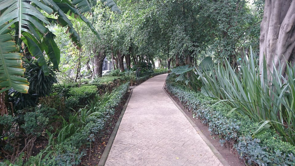 Tree-lined footpath along the Avenida Ámsterdam median in Condesa