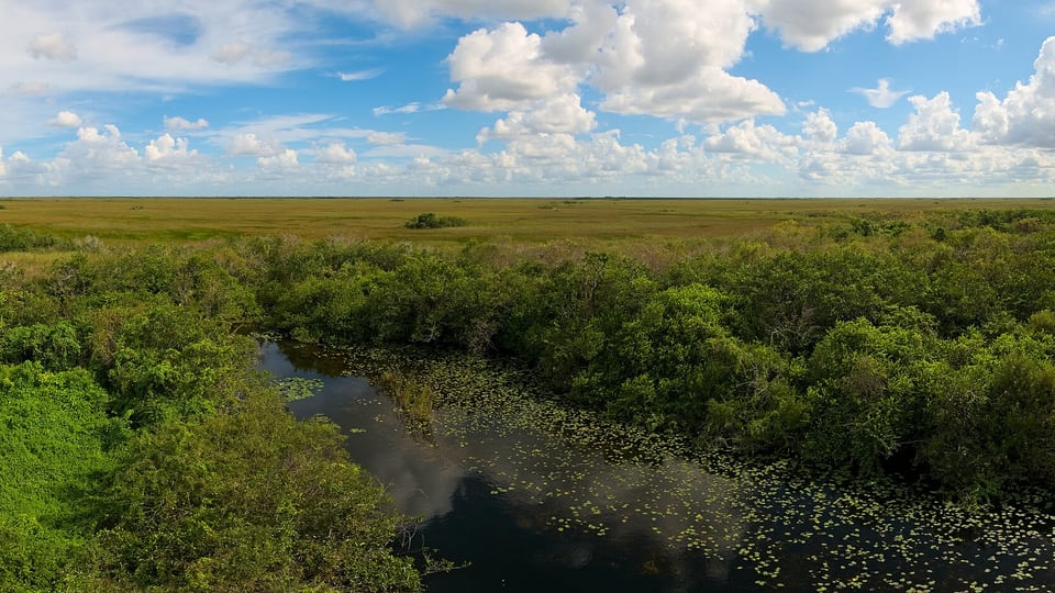 Everglades landscape from the Shark Valley observation tower