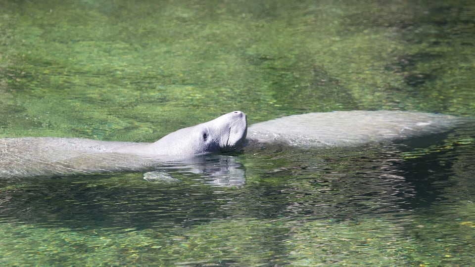 Manatees in the clear spring run at Blue Spring State Park
