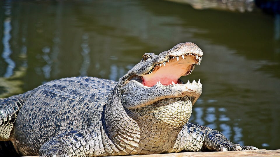 American alligator with open mouth at Gatorland