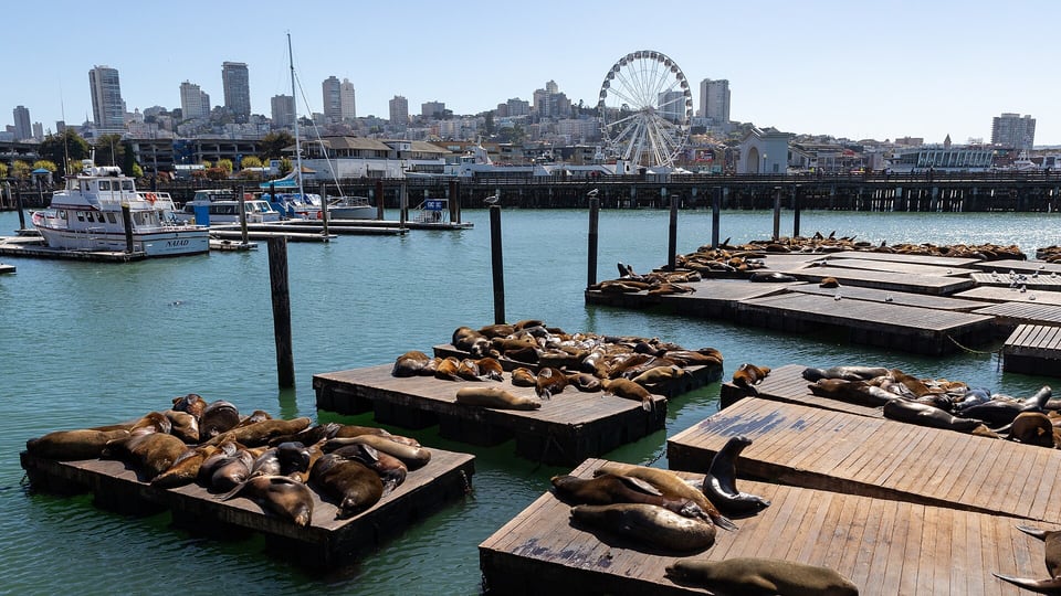 California sea lions resting on floating docks beside Pier 39
