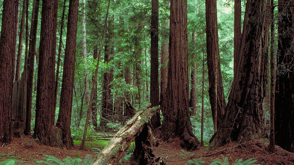 Old-growth coast redwoods rising from the forest floor in Muir Woods