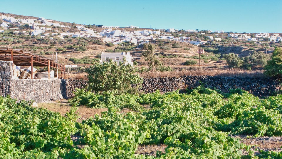 Kouloura-trained Assyrtiko vines on Santorini’s volcanic soil