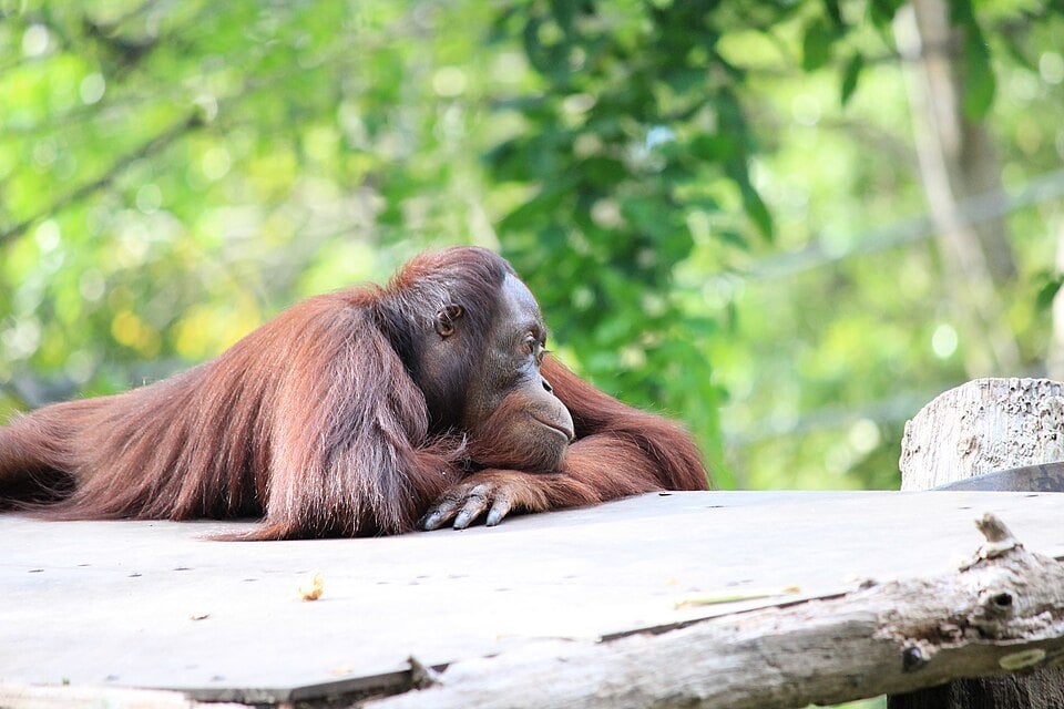 Orangutan at Singapore Zoo