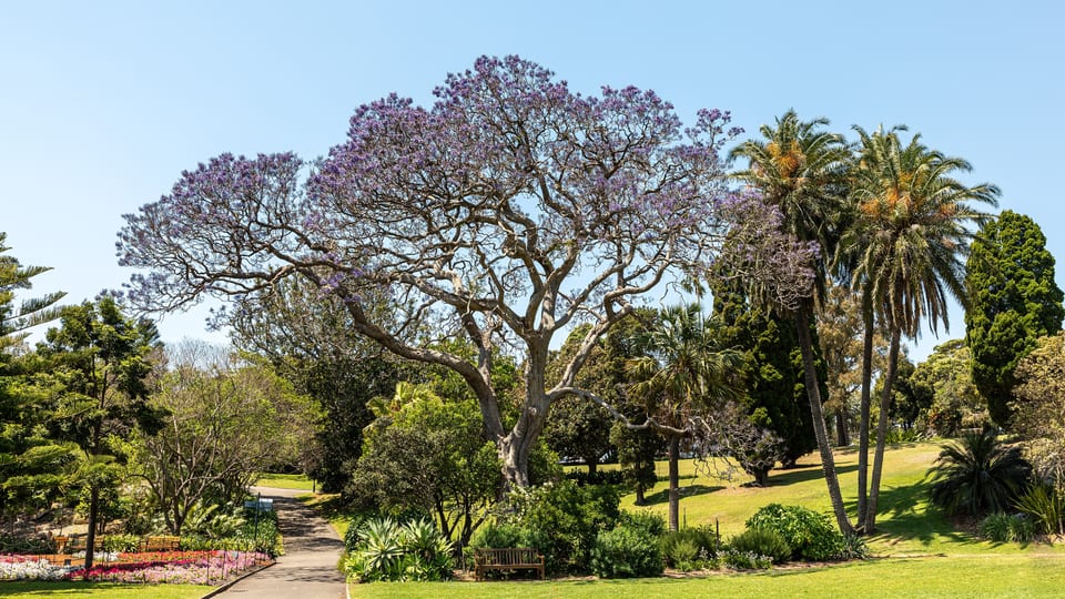 A flowering jacaranda and palms beside a path across the lawns of the Royal Botanic Garden in Sydney