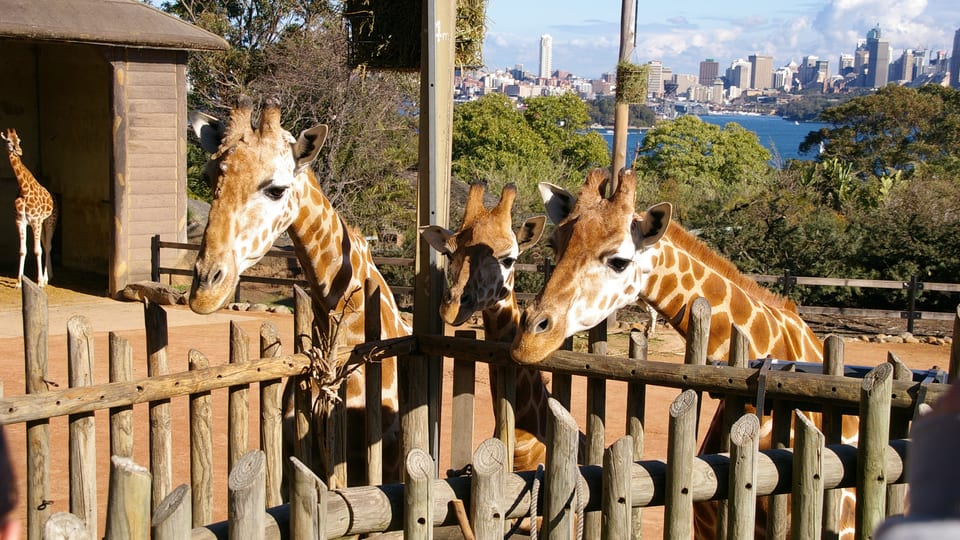 Giraffes at their feeding platform at Taronga Zoo with the Sydney city skyline across the harbour