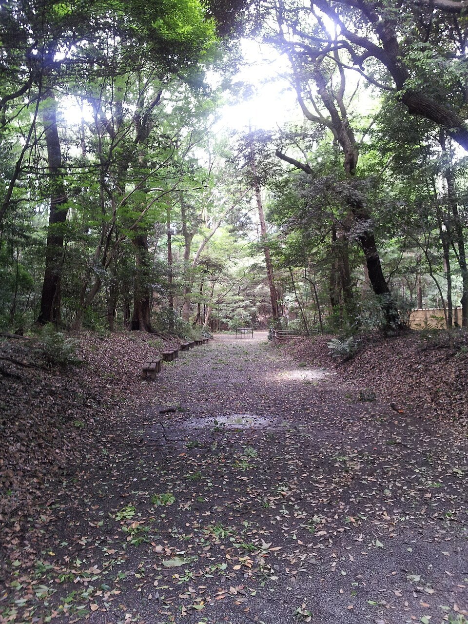 Wooded pathway through the Meiji Jingu grounds