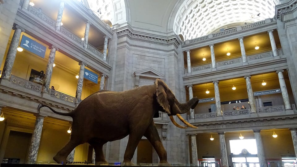 The National Museum of Natural History on the National Mall