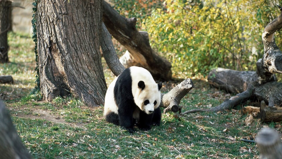 A giant panda at the Smithsonian's National Zoo